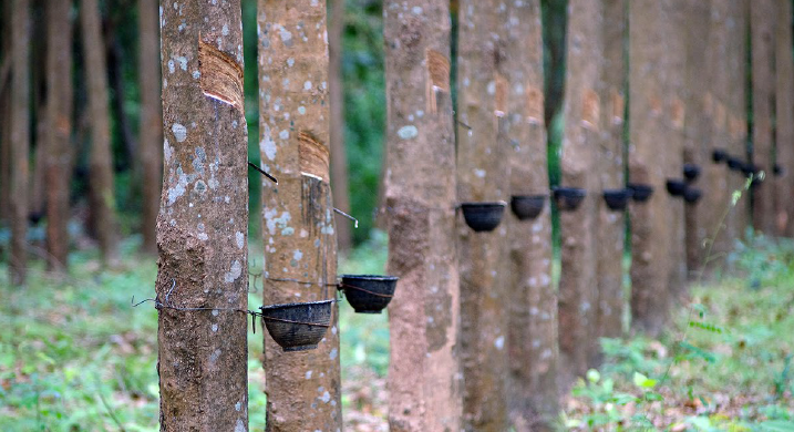 LONG-TERM IMPACTS OF THE AMAZON RUBBER BOOM ON LOCAL COMMUNITIES